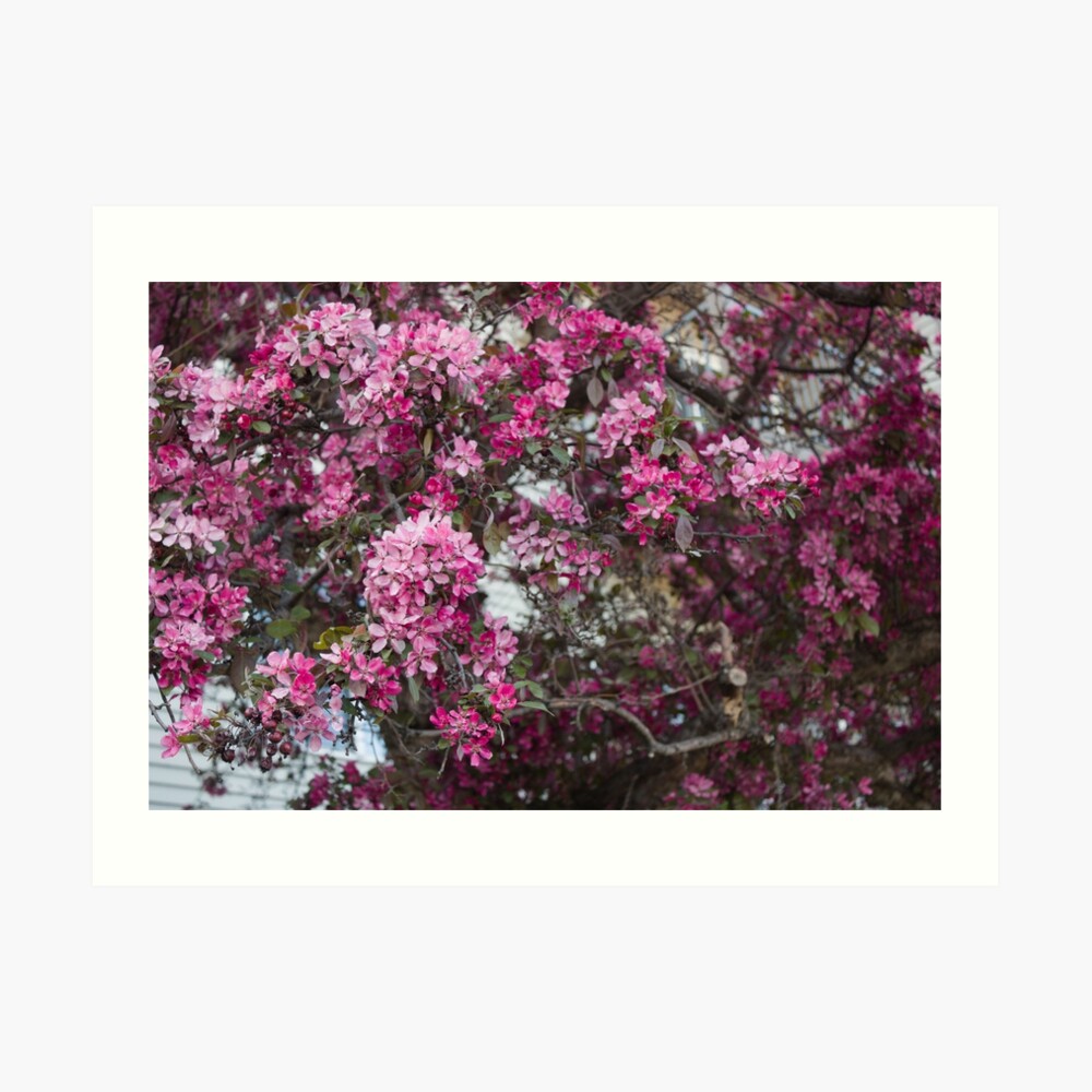 Digital photograph of cherry blossoms.