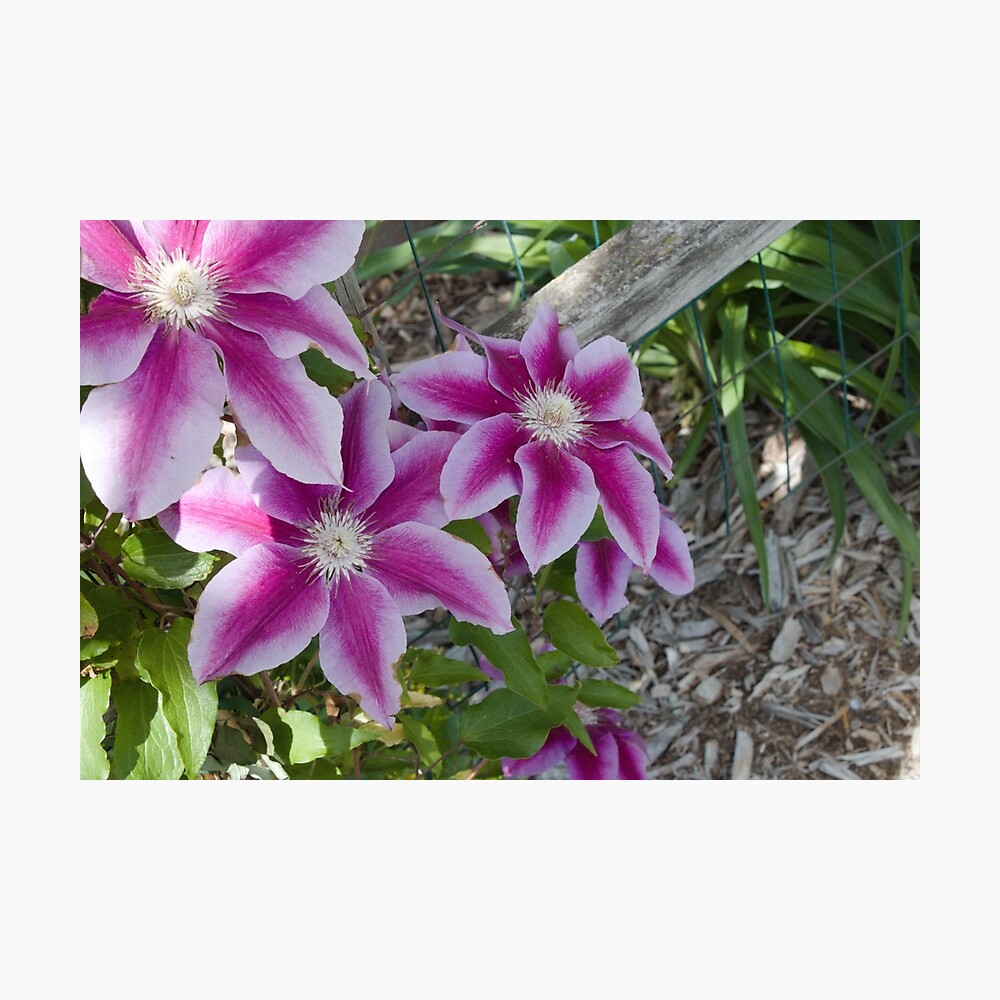 Photograph of flowers blossoming on a fence.