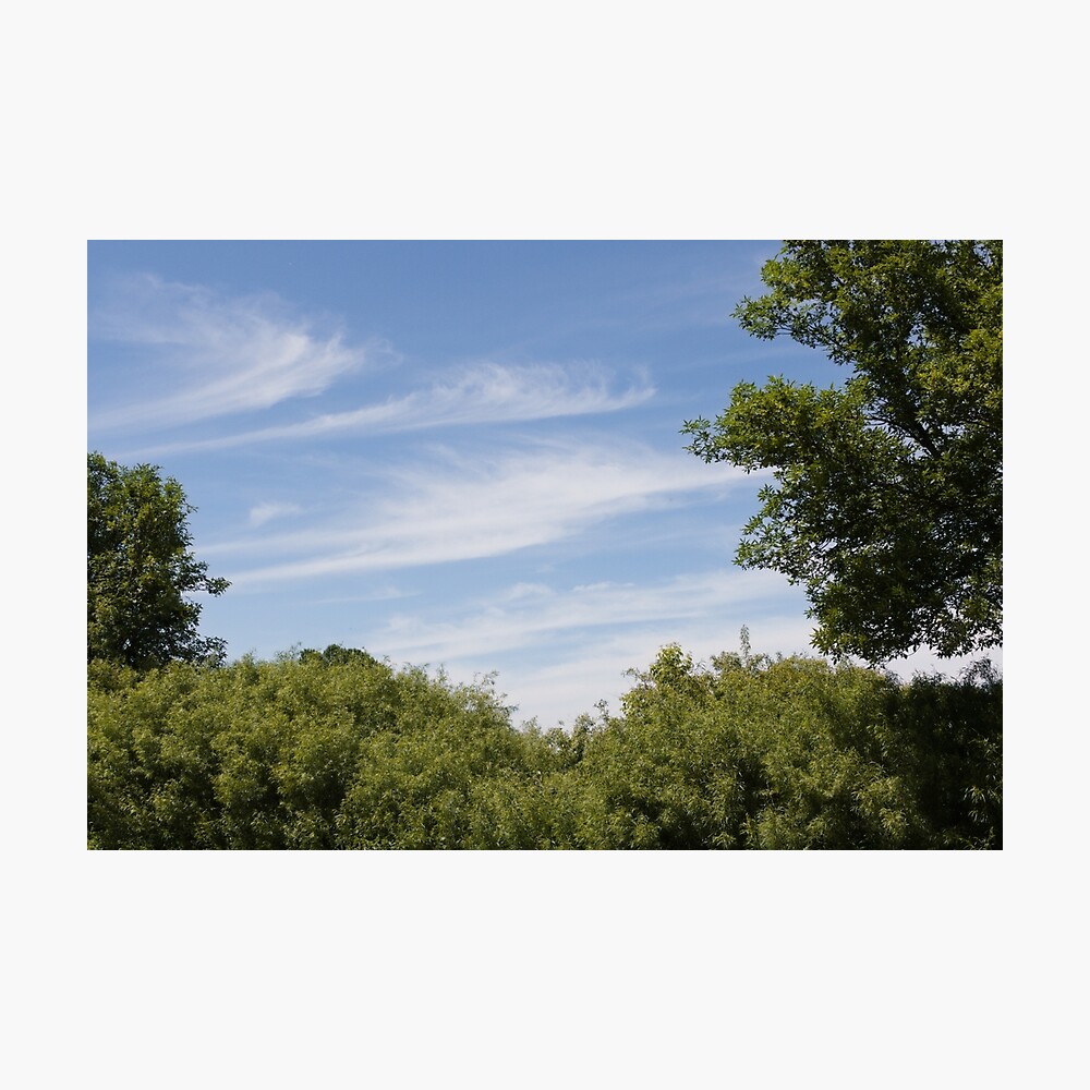 Clouds in the sky above a tree line.